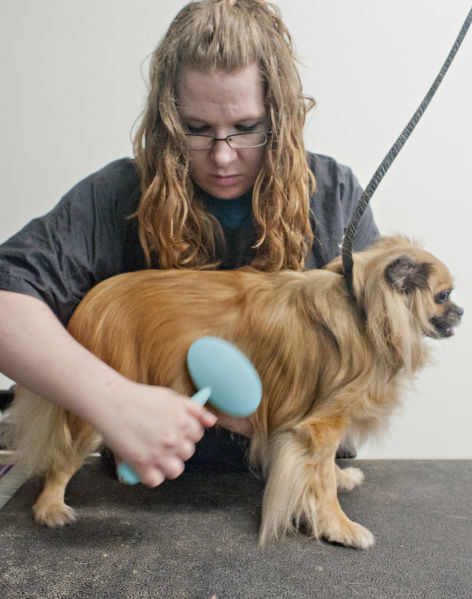 Dog Brushes